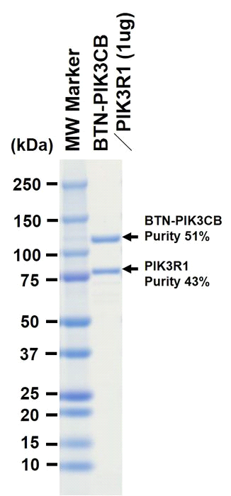 The purity was assessed by SDS-PAGE/CBB staining.